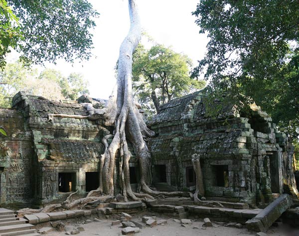 Angkor envahit par a jungle