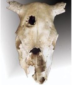 Trépanation expérimentale sur un crâne de bovidé il y a 5000 ans environ